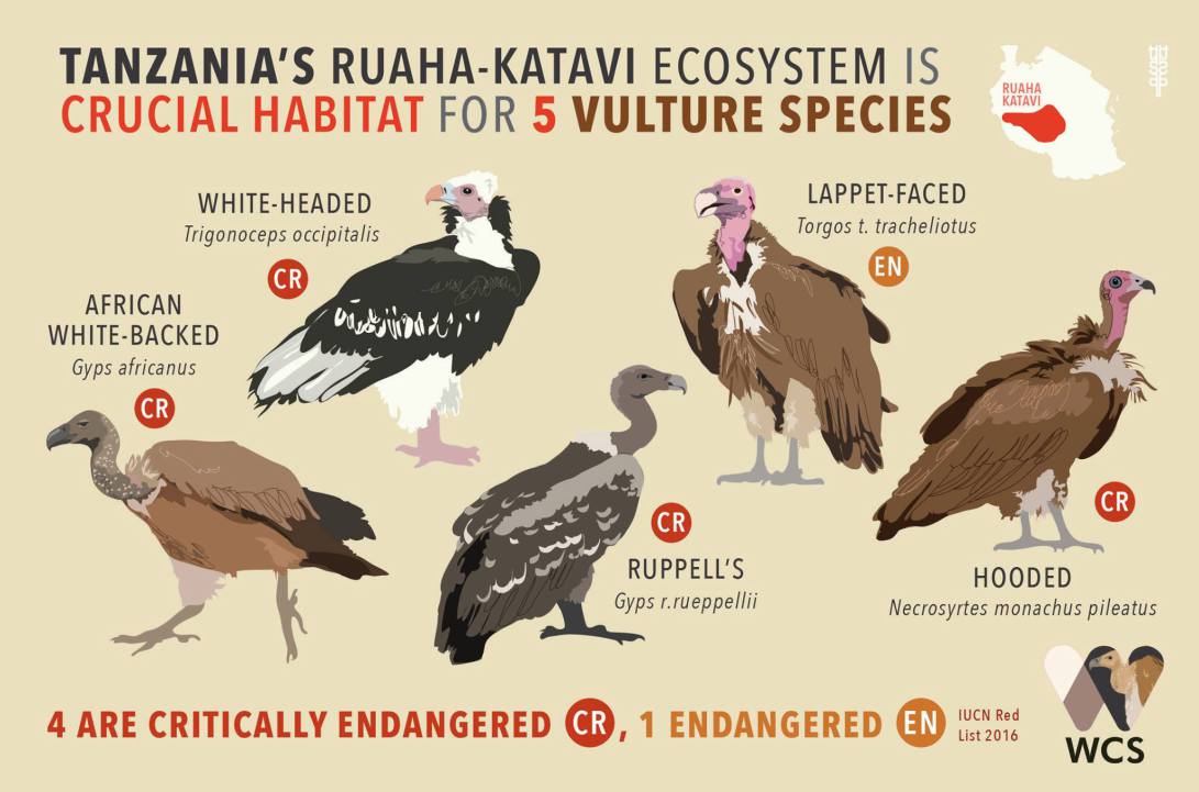 Vulture Education Raptor Taxon Advisory Group